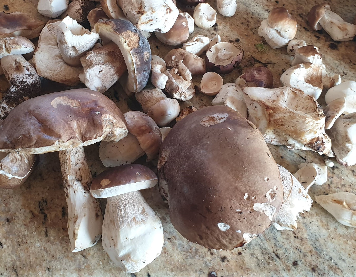 Cèpes et Bolets séchés