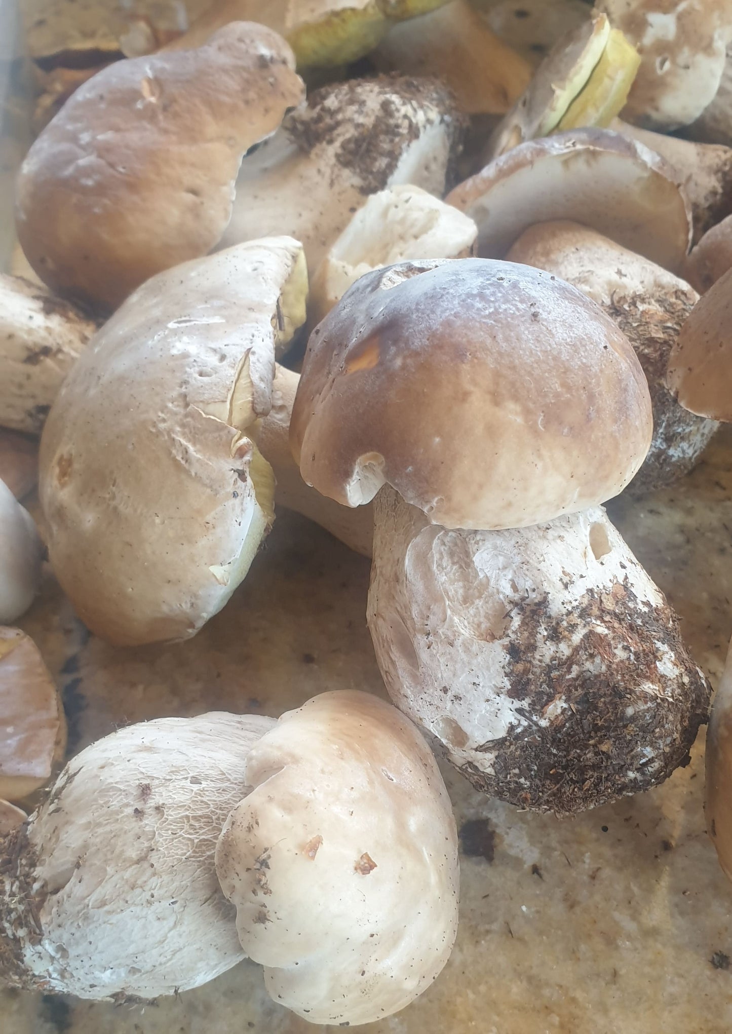 Cèpes et Bolets séchés