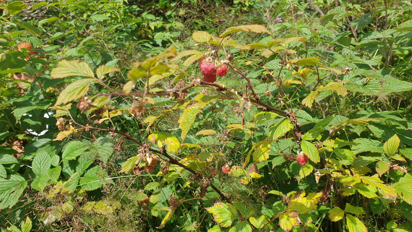 Confiture de Framboises