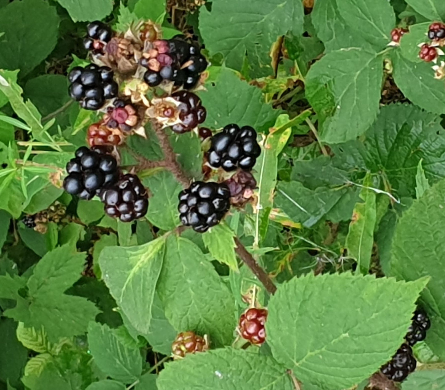 Gelée de Mûres sauvages