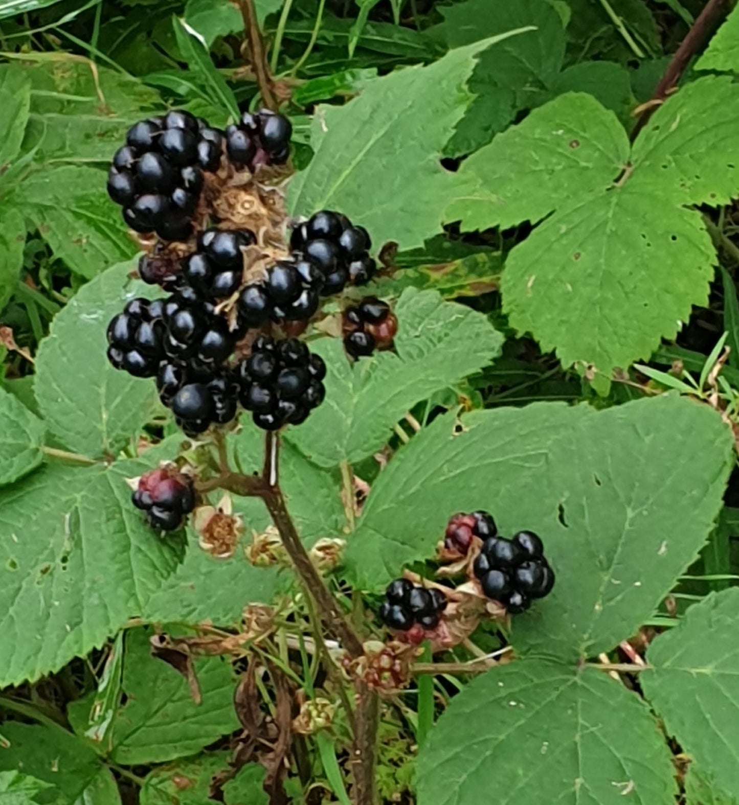 Gelée de Mûres sauvages