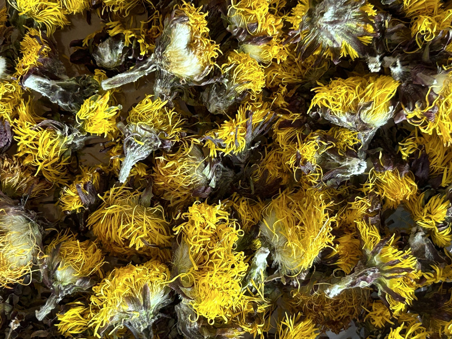 Fleurs de Tussilage