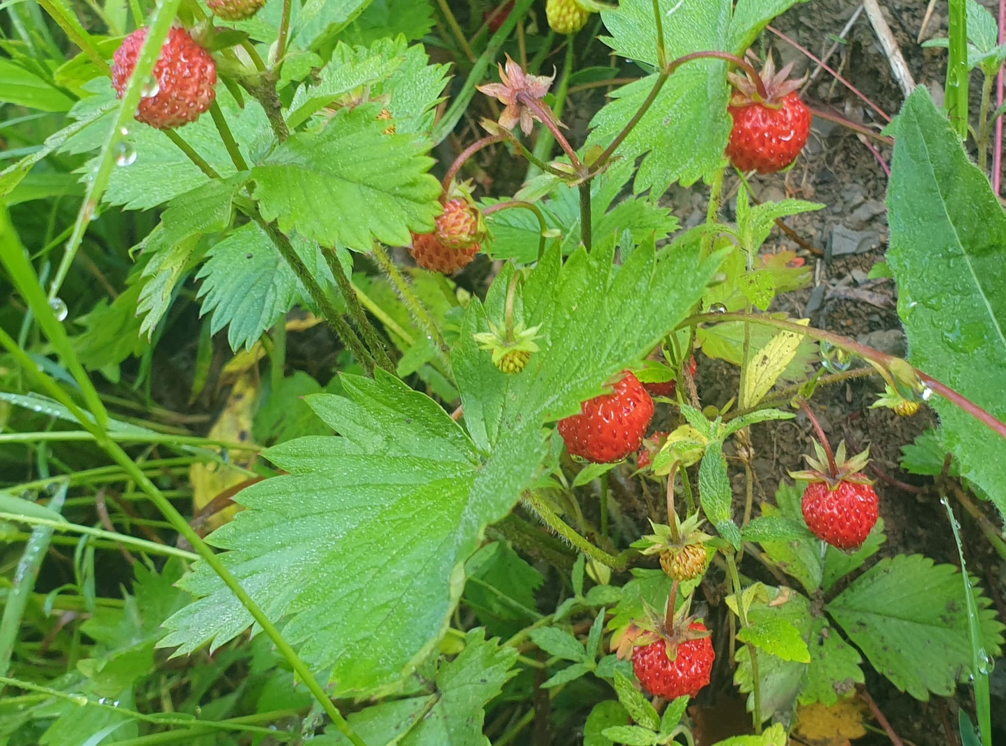 Confiture de Fraises des Bois