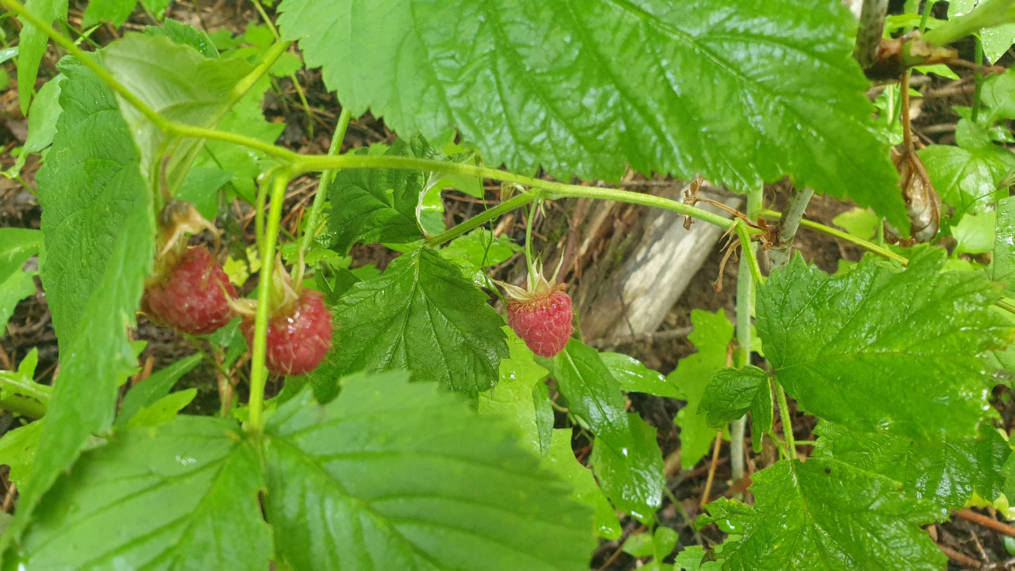 Confiture de Framboises